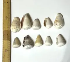 Item thumbnail for item 5101e99b-1f0c-497e-aa2c-772b6e28ceeb