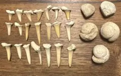 【本物】サメの歯、アンモナイト、貝の化石　大量
