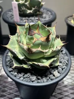 2025年最新】クラウンイーグル アガベの人気アイテム - メルカリ