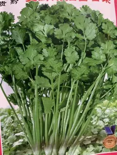 業務用/香菜/パクチー/埼玉県産/約10kg入/冷蔵発送 業務用/香菜/パクチー/埼玉県産/約10kg入/冷蔵発送 - メルカリ