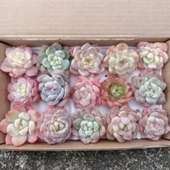 ちぃ╸。様 リクエスト 3点 まとめ商品