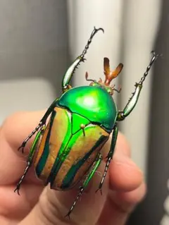 昆虫標本 レア種 大型カザリツノクワガタ 28mm - メルカリ