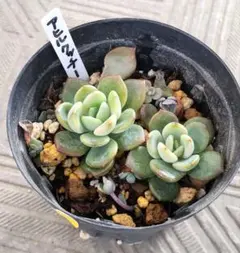 2025年最新】ロウルサンコの人気アイテム - メルカリ