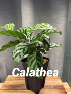 あいなめ様 リクエスト 2点 まとめ商品