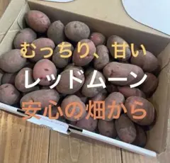 쇼난 메이 퀸 시리즈의 레드 문 씨 감자 [안전한 밭에서 나온] 종자 감자 약 50 개