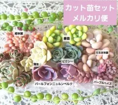 2026年最新】プリンセスパール 多肉植物の人気アイテム - メルカリ