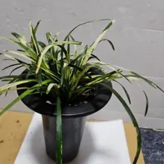 ヤブラン(山野草)