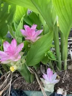 期間限定　お値下げ中！！無農薬栽培　 薬用植物　春ウコン25~30球根株