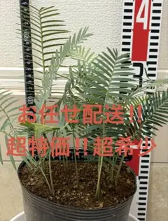 超希少極上　ディオーンエデュレパルマソラ　１株　抜き苗　お任せ配送のサムネイル