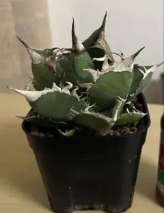 chiro1023様 リクエスト 2点 まとめ商品