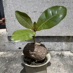 ゴバンノアシ②　(バーリングトニア)南国植物　沖縄植物　発芽苗のサムネイル