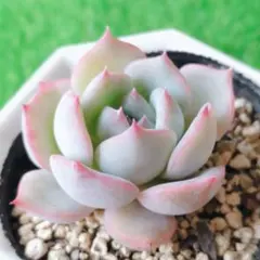 poanプロフ必ず読んで下さい様 リクエスト 2点 まとめ商品