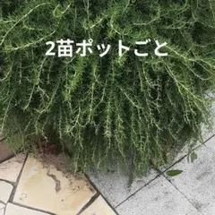 匍匐性【2苗ポットごと】ローズマリー
