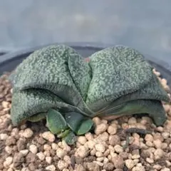 2025年最新】ガステリア 臥牛の人気アイテム - メルカリ