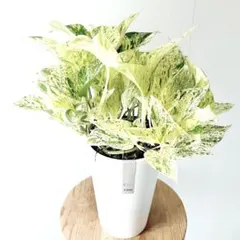 【再入荷】ポトス マーブルクイーン 観葉植物 calm cafeのサムネイル