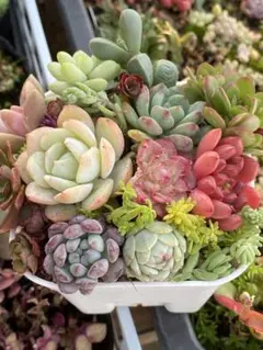 多肉植物カット苗寄せ植えセット