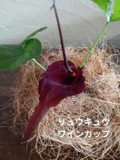 2025年最新】マムシグサの人気アイテム - メルカリ