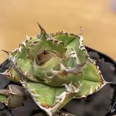 2026年最新】アガベクラウンの人気アイテム - メルカリ