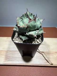 2026年最新】アガベ棚の人気アイテム - メルカリ