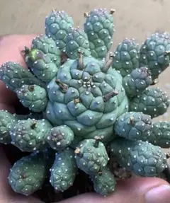 Z473塊根植物 タコモノ ユーフォルビア ラミグランス 実生株 鉢のまま発送 Z473塊根植物 タコモノ ユーフォルビア ラミグランス 実生株 鉢のまま