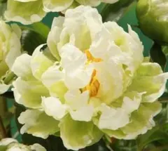 あかぴー様 リクエスト 2点 まとめ商品