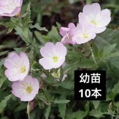 さや様 リクエスト 2点 まとめ商品