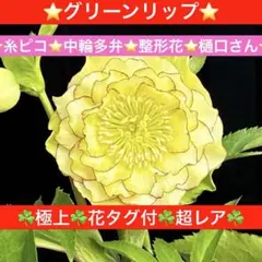 3468☘️極上☘️花タグ付☘️超レア☘️グリーンリップ⭐️糸ピコ⭐️中輪多弁⭐️整形花⭐️樋口