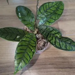Hoya callistophyllaのサムネイル