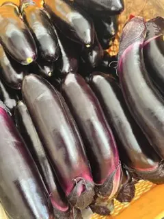 【たき様専用】野菜　なす　20キロ　宮崎県産