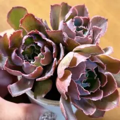 な*ち様 53.多肉植物✨抜き苗☘️ ネオンブレーカーズ　3苗セット