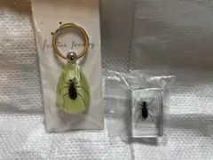 2026年最新】ハンミョウ 標本の人気アイテム - メルカリ