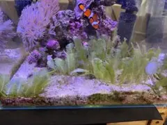 【美海藻】タカノハヅタ ランナー10cm程度（海水水槽・レイアウト・リフジウム）のサムネイル