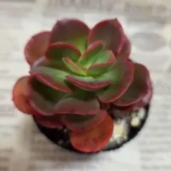 D＊多肉植物 アエオニウム サラダボール 抜き苗1ポット分 ＊ - メルカリ