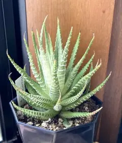 じぇむ様 リクエスト 2点 まとめ商品