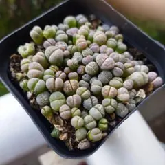 なお様 リクエスト 2点 まとめ商品