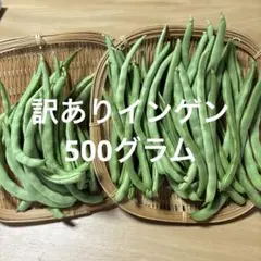 7/11 新鮮朝採り野菜　訳ありインゲン4のサムネイル