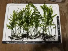 クリスティアーノ様 リクエスト 2点 まとめ商品