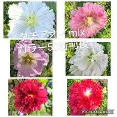 タチアオイの種 8種類mix 50粒前後
