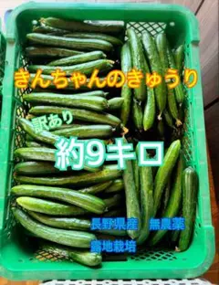 きんちゃんのきゅうり 長野県産 無農薬 訳あり約9キロのサムネイル