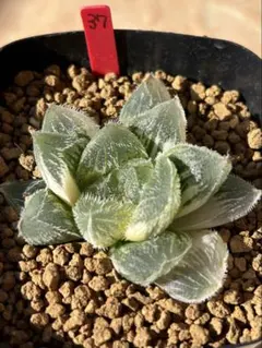 みたらし様 リクエスト 3点 まとめ商品