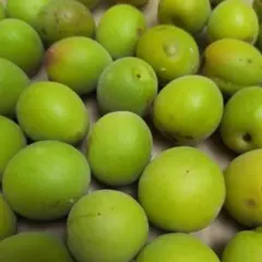 キズあり青うめ無農薬 約1kg(箱等込み) 梅酒梅ジュース梅シロップにいかがのサムネイル