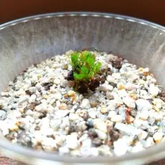 うさぎねこ様 リクエスト 3点 まとめ商品