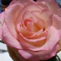 2026年最新】バラ苗 切花の人気アイテム - メルカリ