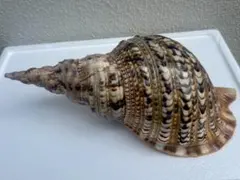 ☆美品☆法螺貝☆ほら貝☆貝殻☆インテリア☆置物☆綺麗☆全長約37