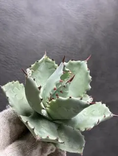 2026年最新】アガベカニの人気アイテム - メルカリ