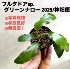 希少 プロテア オーストラリスパッション 挿し木 苗 鉢植え オージー