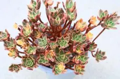 11#多肉植物アエオニウム錦❤️ブロンズメダル錦❤️9大頭22cm 拔き苗 11#多肉植物アエオニウム錦❤️ブロンズメダル錦❤️9大頭22cm
