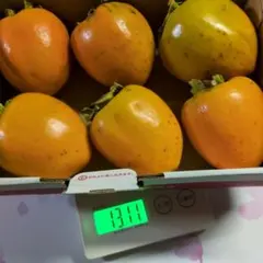 ⑩秋田県産 　蜂屋柿 渋柿　不揃い 6個入　干し柿(吊し柿)用