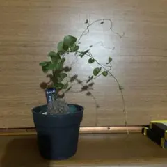 2026年最新】亀甲竜 セットの人気アイテム - メルカリ