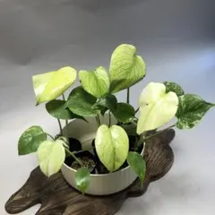 2026年最新】モンステラ デリシオーサ 斑入りの人気アイテム - メルカリ